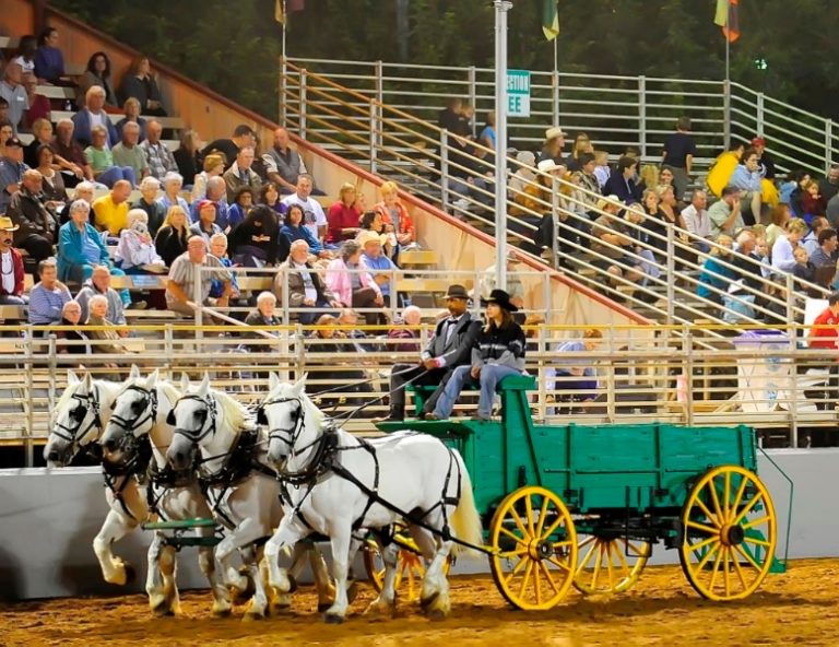 Draft Horse Competition Go Grass Valley